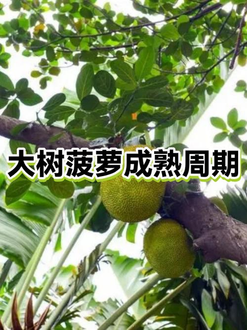 树菠萝怎么看熟不熟缩略图