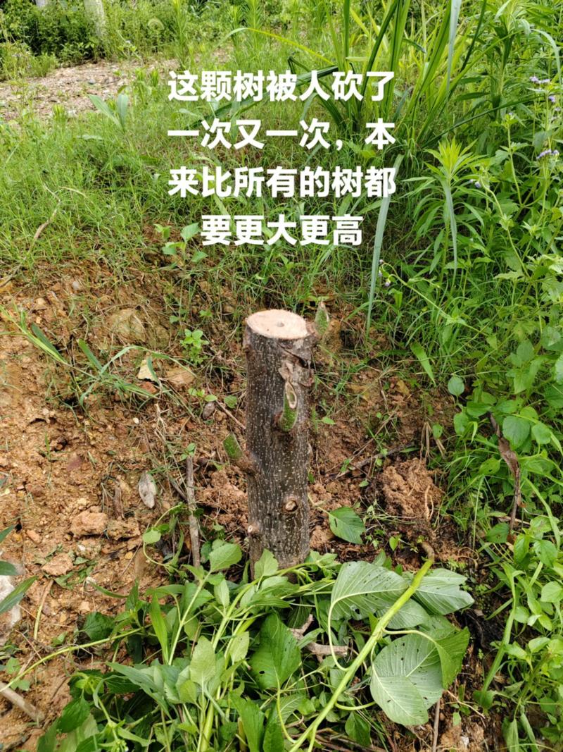 一键砍树没反应