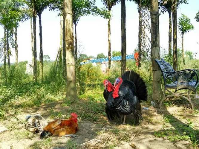 乐耕农场