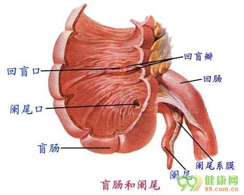 回盲部图片