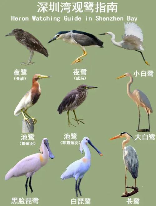 来自松鹭鹭的视频|vVk图标