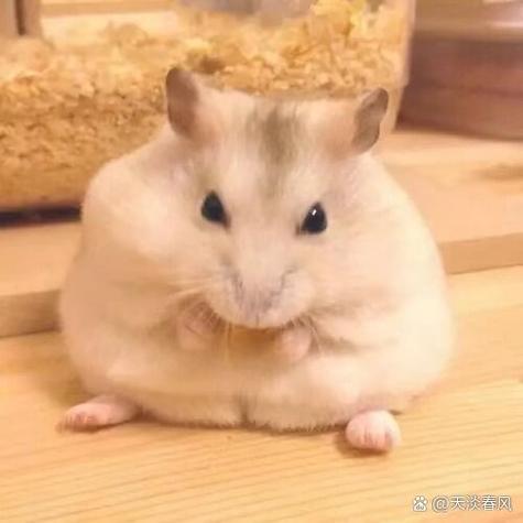 仓鼠被打会伤心吗