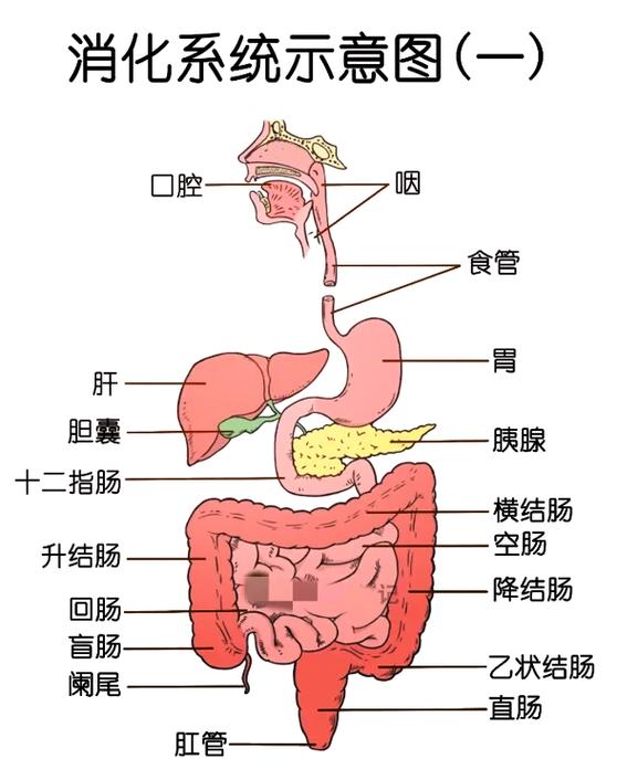 人体内脏位置示意图游戏截图