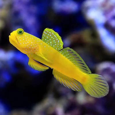 黄金虾虎