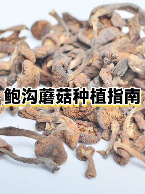 种蘑菇怎么种缩略图