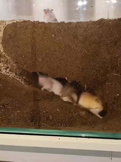 仓鼠掉洞里怎么办