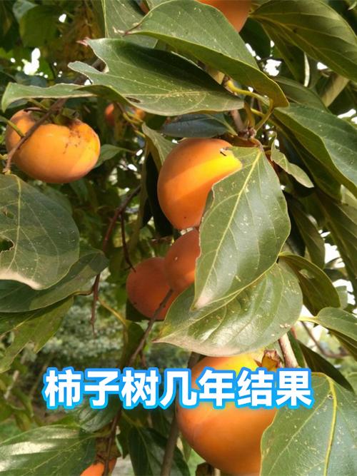 宝宝周岁种什么树好截图
