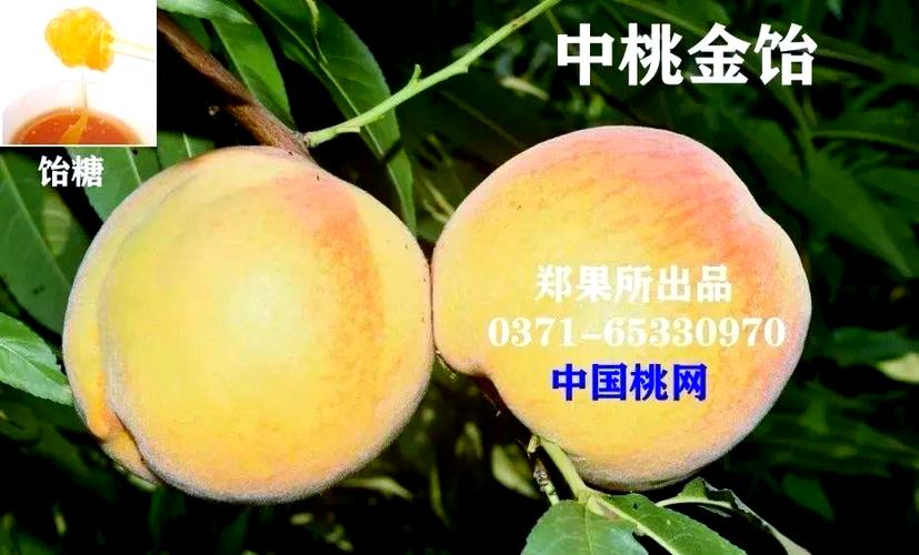 郑州果树所最新桃品种