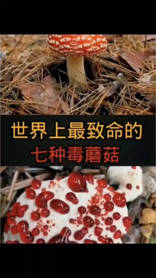 毒蘑菇最怕三样东西