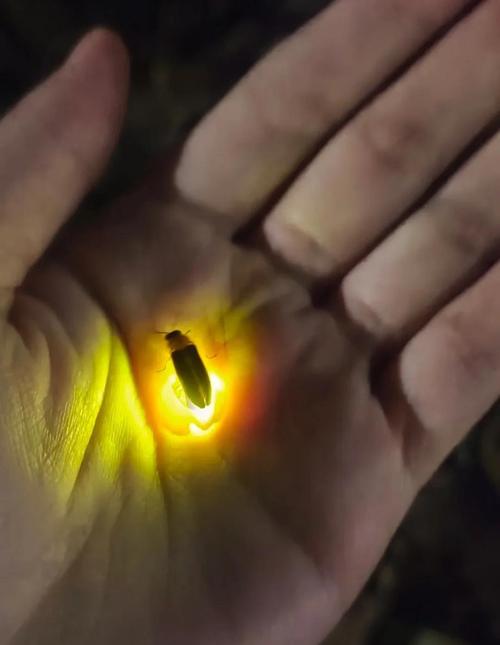 萤火虫正版全新