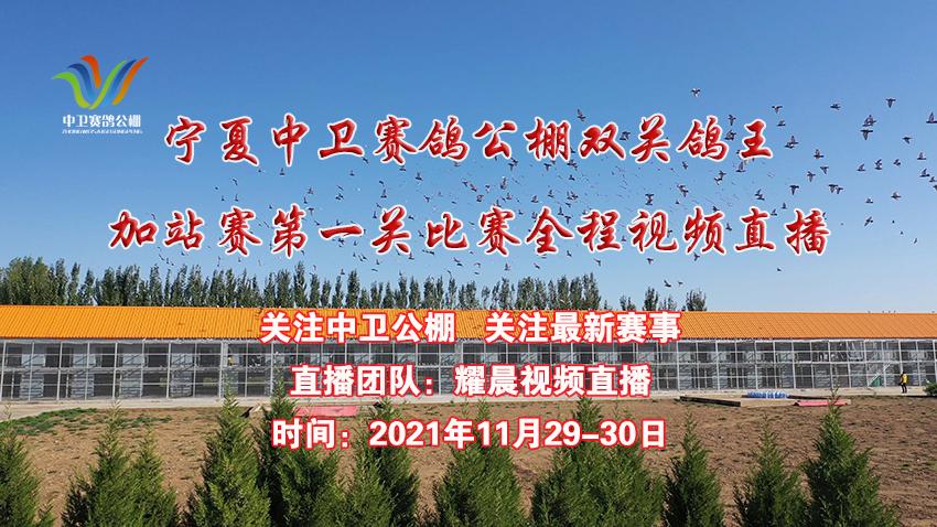 鸽赛事直播