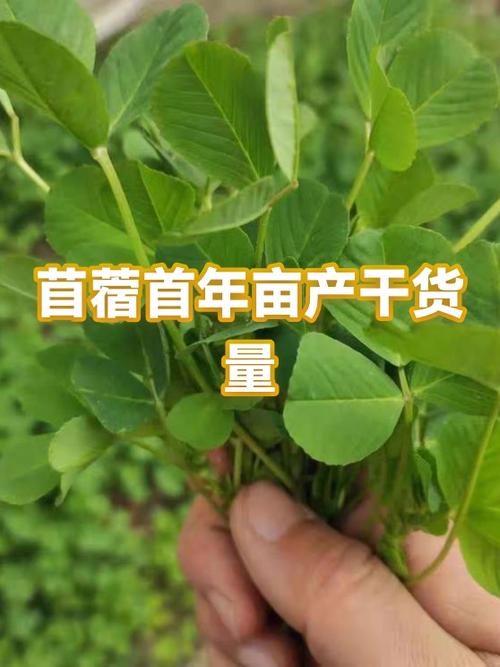 苜蓿草干草多少钱一吨图标