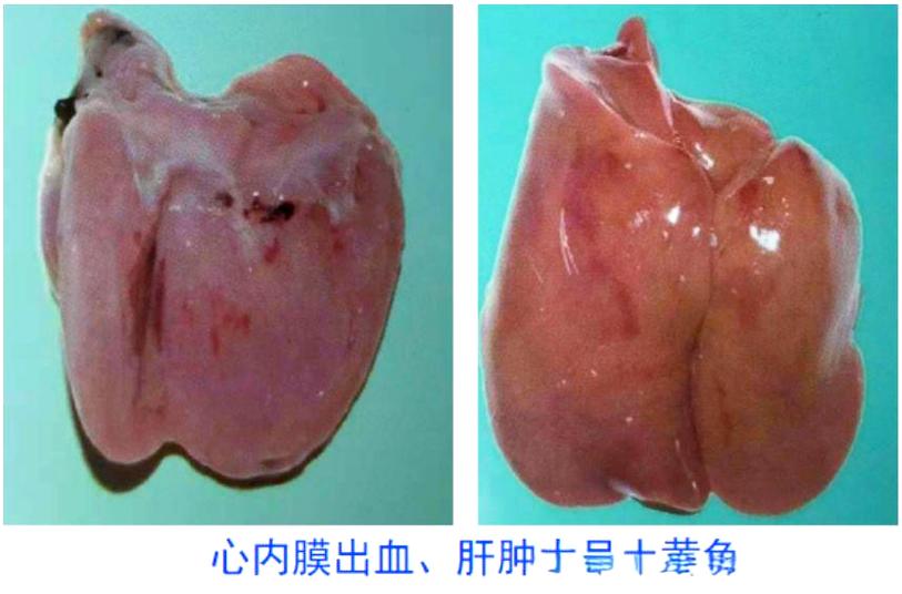 鹅黄病毒
