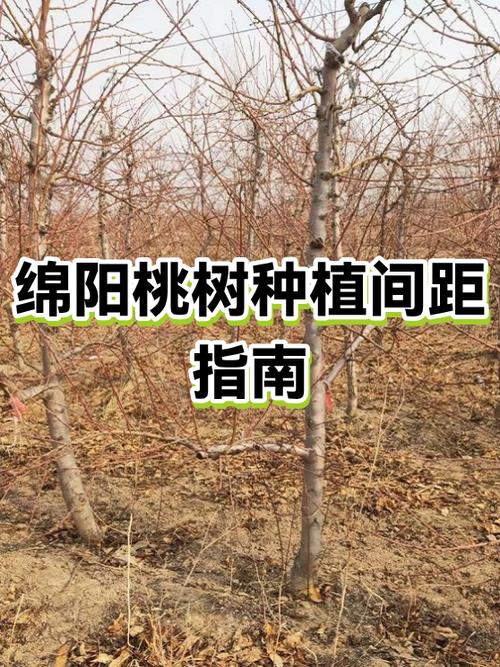 如何种植桃树图标