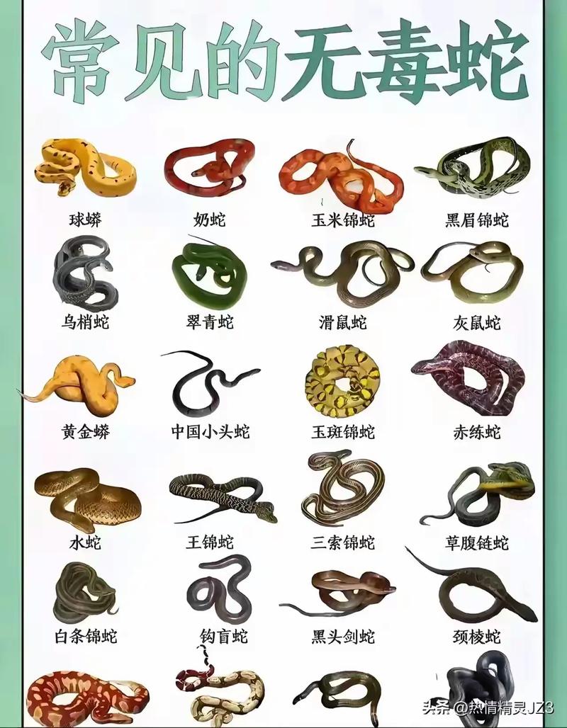 蟒、蚺、蛇、蝰、蝮有什么区别?