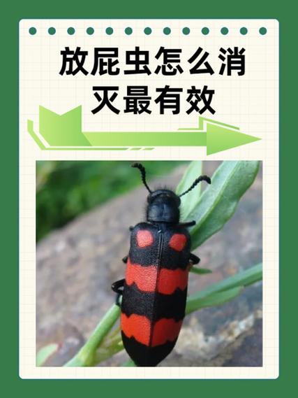 打屁虫怎么消灭最彻底图标