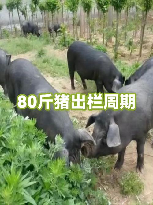 一般猪多少斤出栏截图