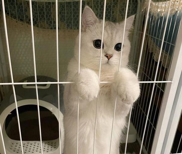 猫咪笼养的正确方法