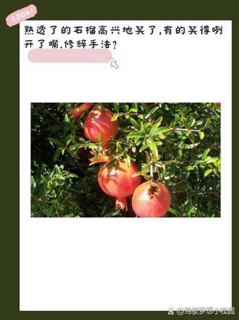 石榴文章作者