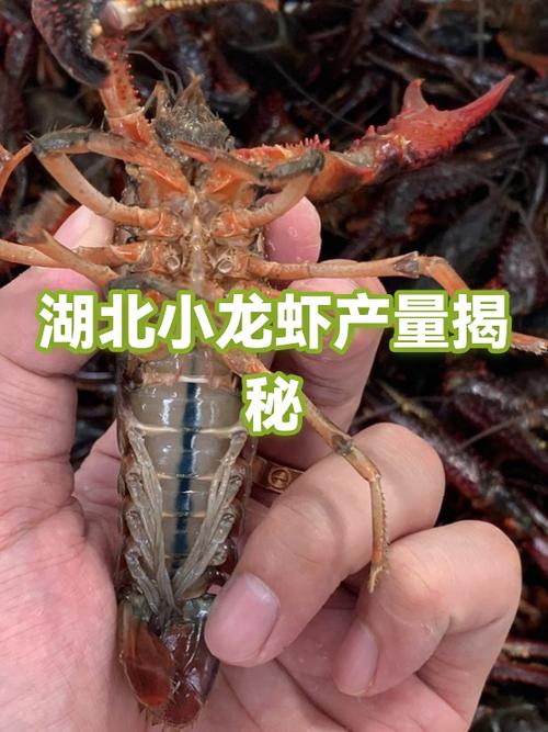 小龙虾交易网