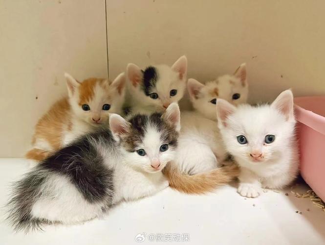 猫咪领养