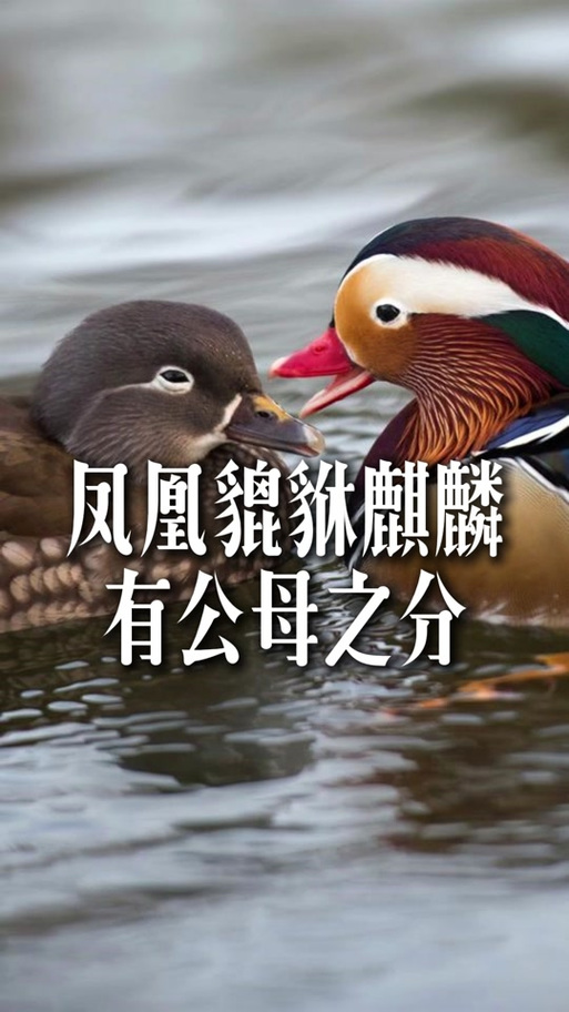 麒麟怎样分公母摆放图片游戏截图