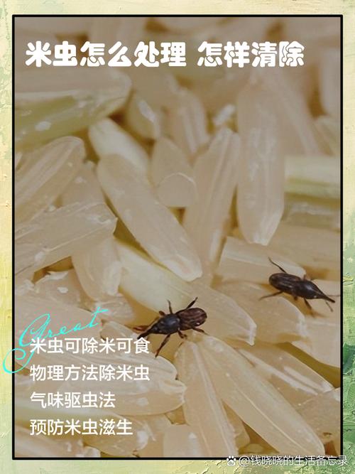 清理米虫