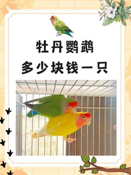 鹦雀鸟多少钱一只