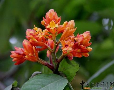 完全花和不完全花的区别截图