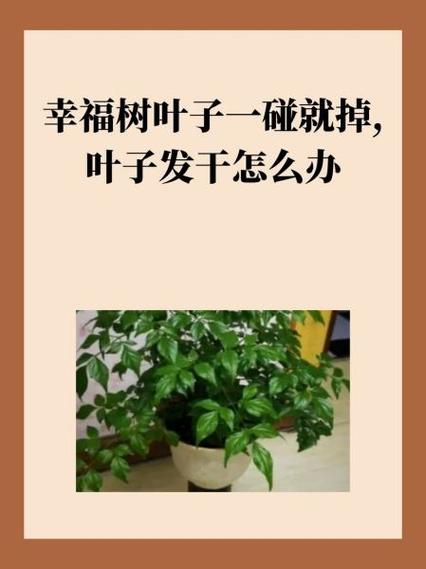 一碰就掉叶子怎么解决