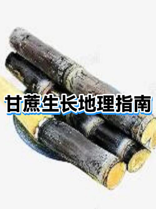 甘蔗的生长周期缩略图