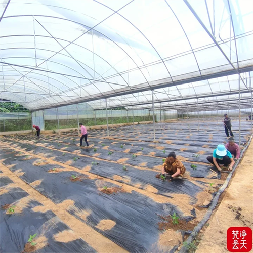 红果参种植环境