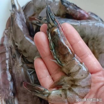 如何让虾活得久一点