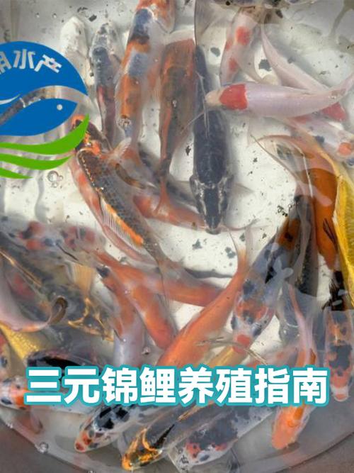 锦鲤选号码截图