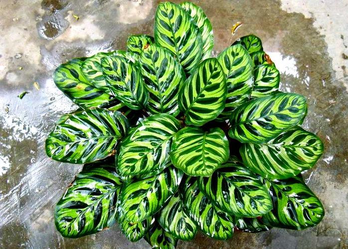 喜欢阴的花卉植物有什么