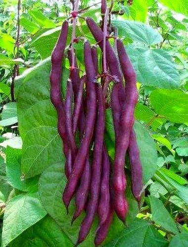 芸豆的功效与作用缩略图