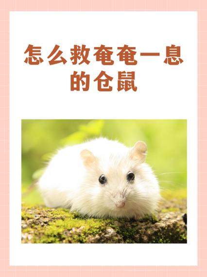 母仓鼠不见了小仓鼠怎么办缩略图