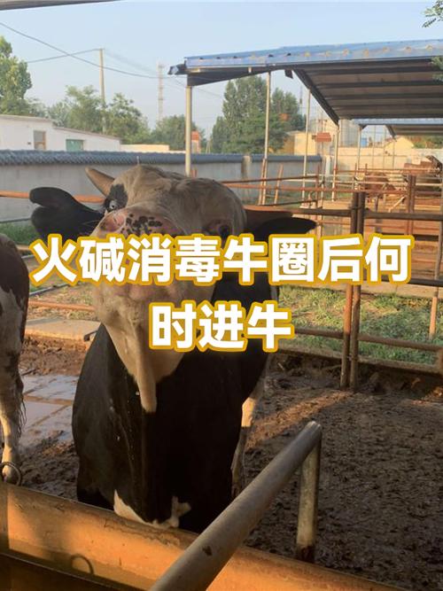 牛不进圈里该怎么办截图
