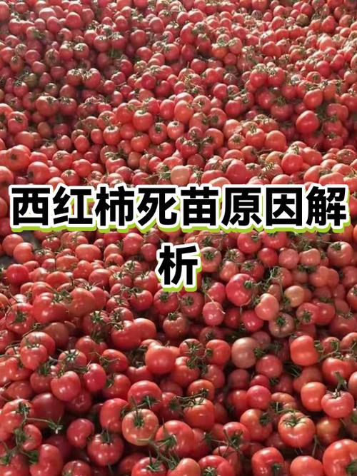 西红柿刚结果就死苗是什么原因