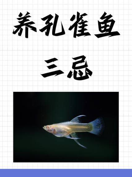 养孔雀鱼的10大忌图标