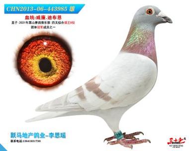 迪骏鸽属于什么档次