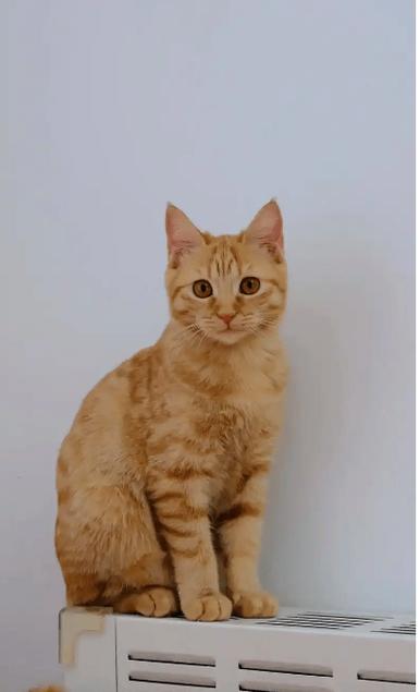 猫走丢了会想念主人吗