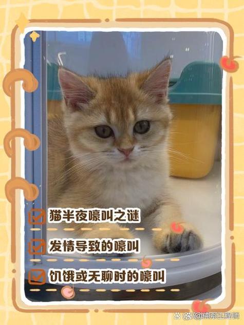 猫!猫!猫!书