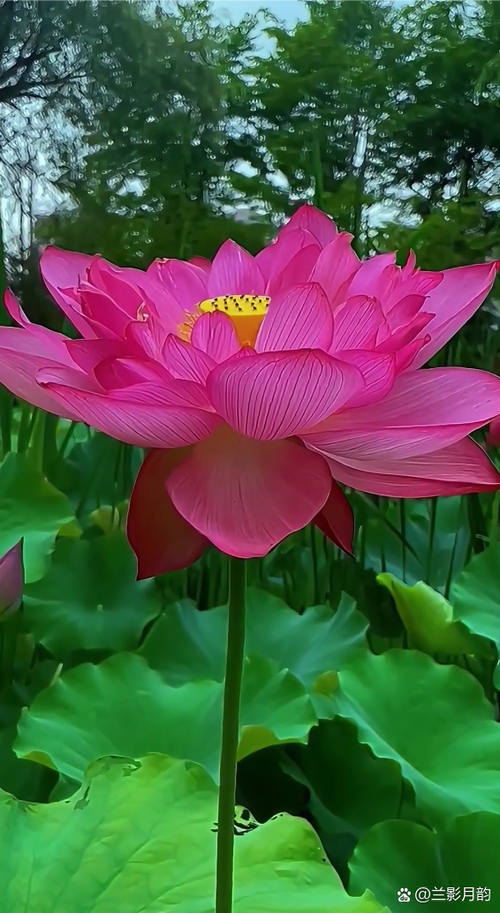 莲藕莲花莲子莲蓬图片