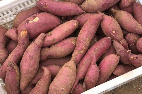西瓜红红薯最新价格截图