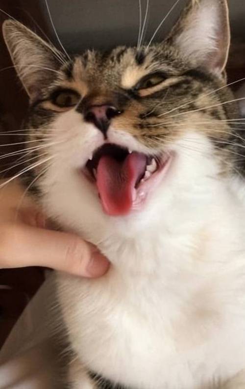 猫咪为什么会突然急喘