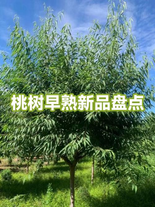 现在最好的桃树新品种