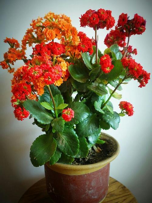 百合花几朵最吉利