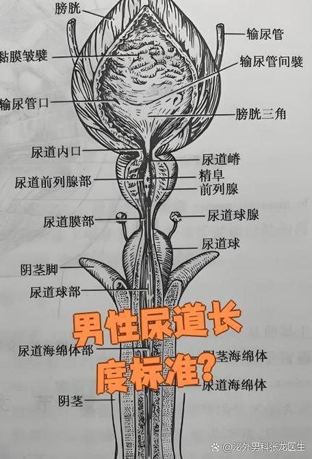 男性排尿处是什么