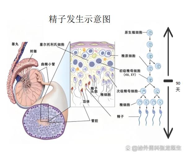 精子是什么产生出来的图标